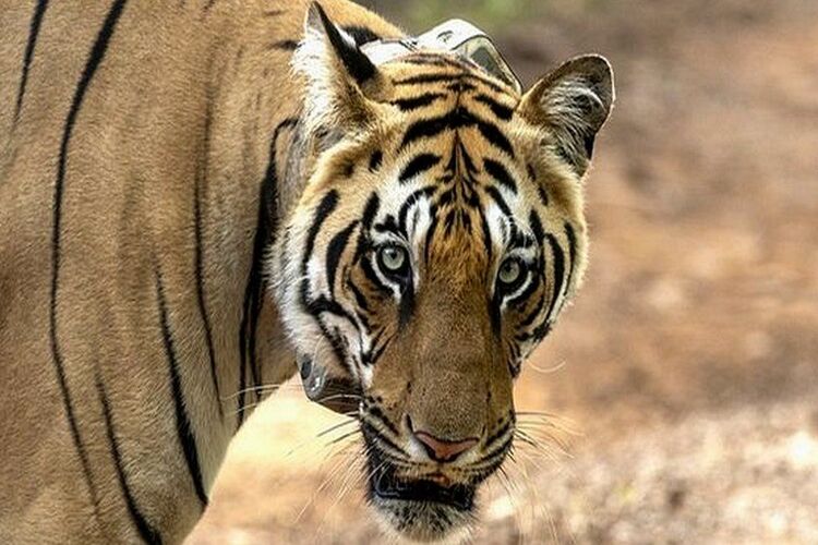 เจ้าหน้าที่พิทักษ์ป่าใช้ AI ช่วยปกป้องเสือโคร่งของอินเดียอย่างไร
